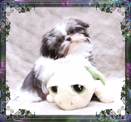 This is Max and loves to cuddle with his toys! Chinese Imperial Shih Tzu puppy.